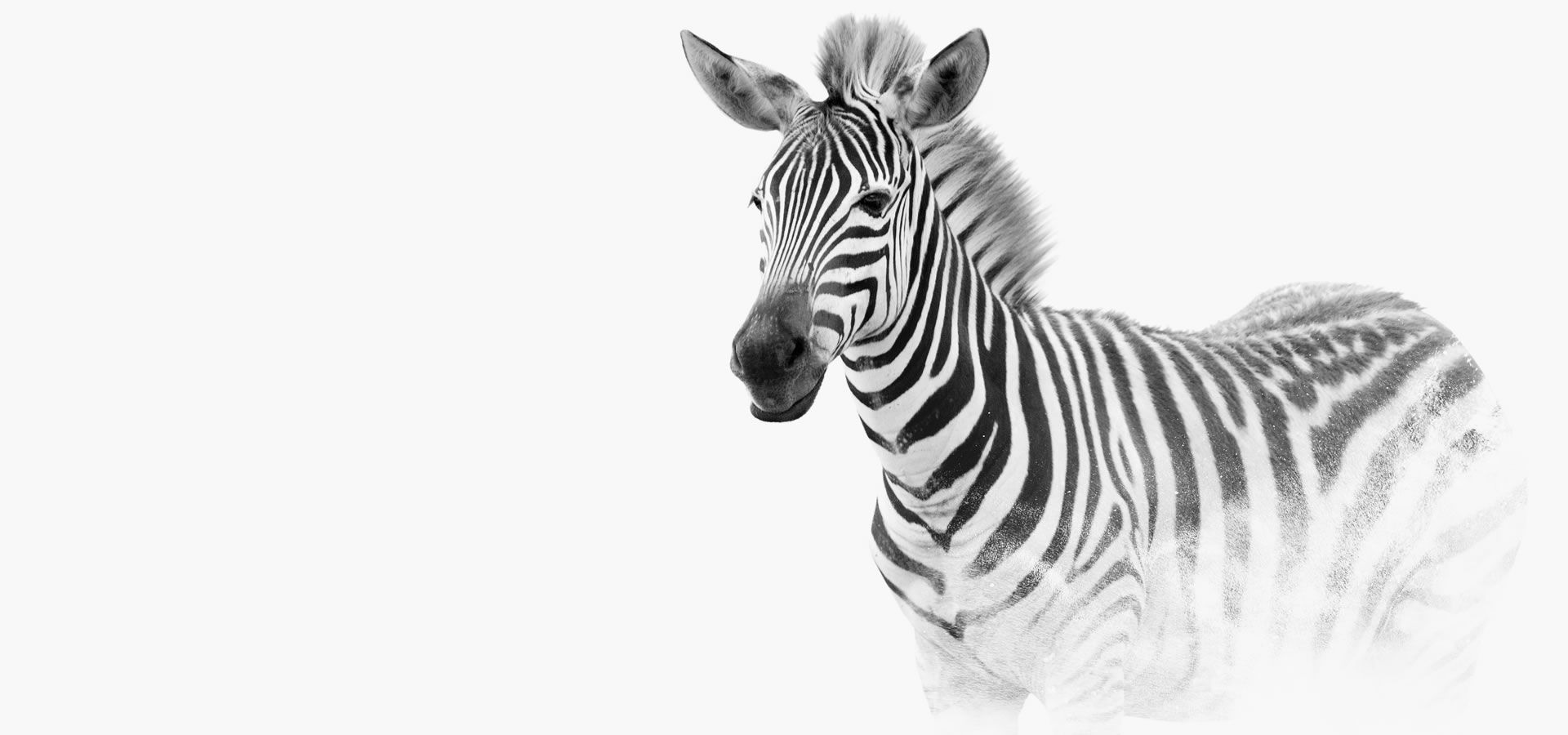 Channel Your Inner Zebra