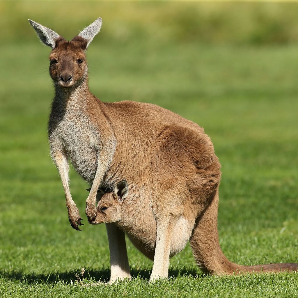 A Kangaroo