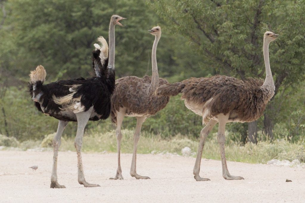 A flock of Ostriches
