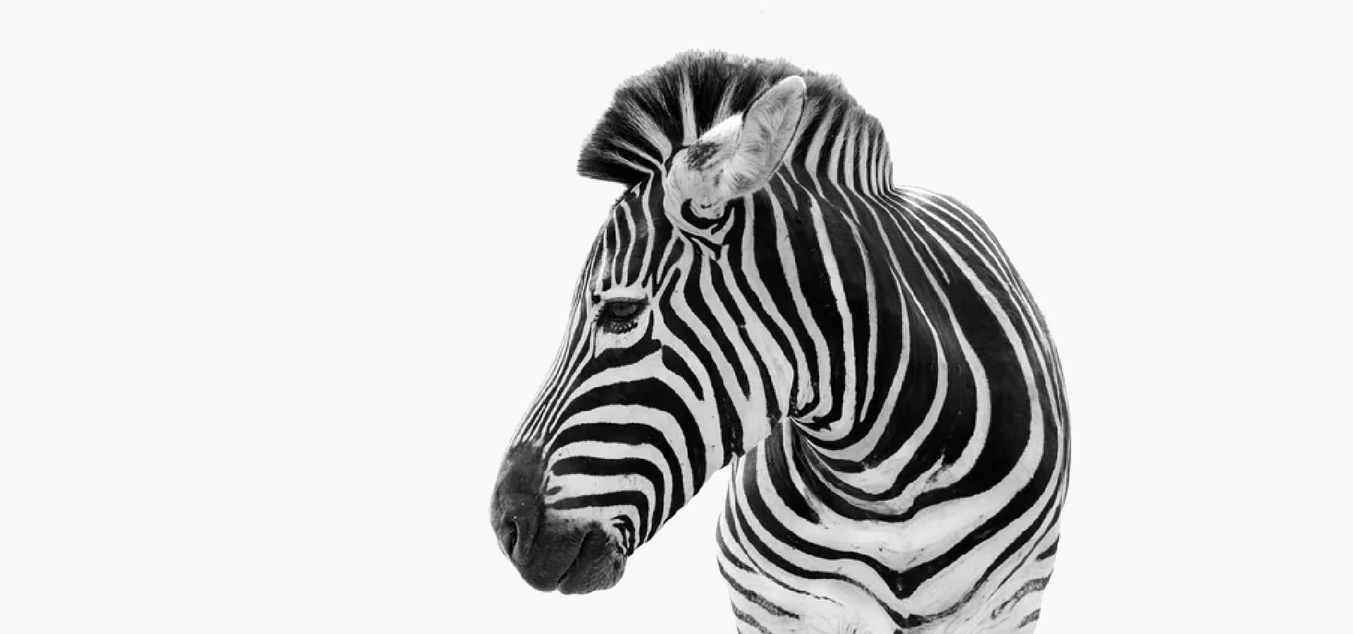 Zebra turned