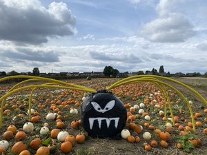 Pumpkin time at Bert's