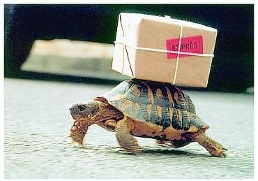 Tortoise-Carrying-A-Parcel