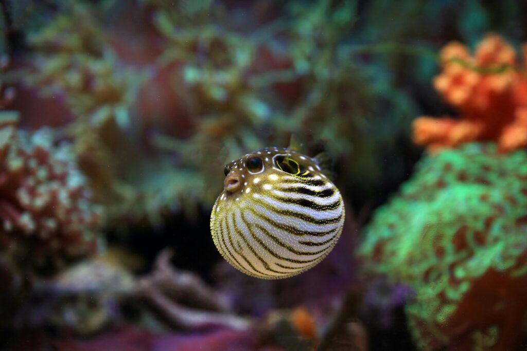 Fugu Puffer Fish