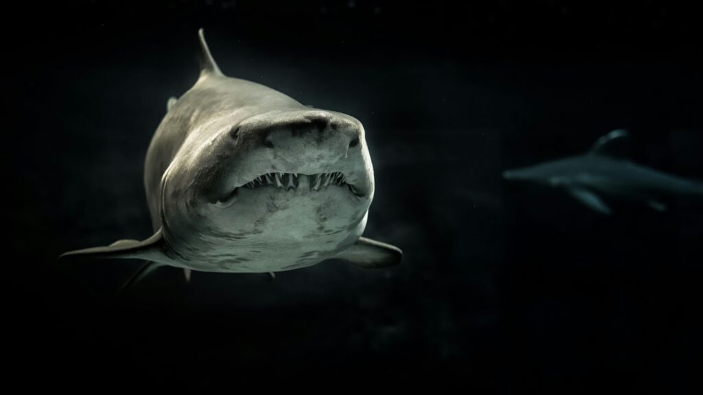 Icelandic Shark Before Its Fermented